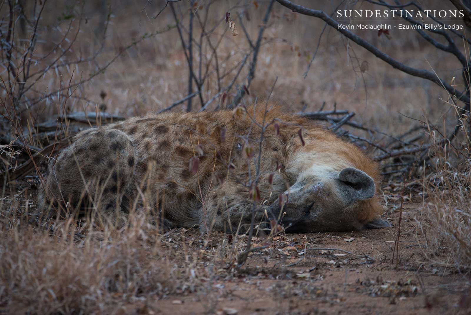Hyena Ezulwini Gmae Lodges Hyena Ezulwini Gmae Lodges