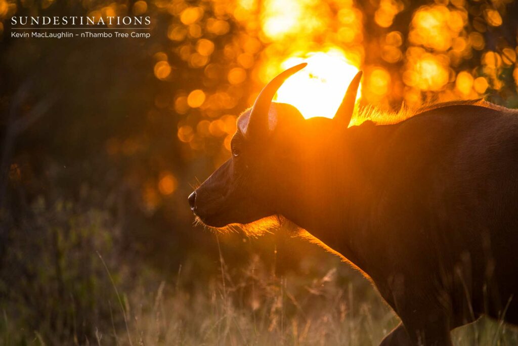 Buffalo Cow nThambo