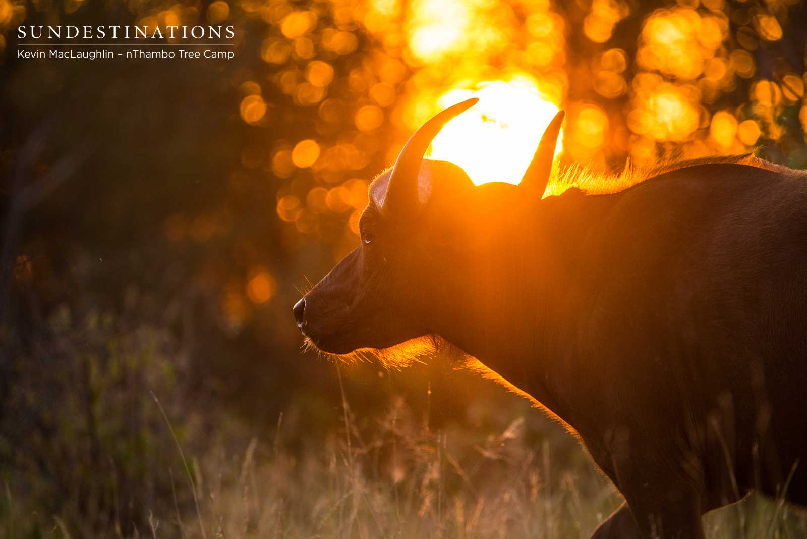 Buffalo Cow nThambo Buffalo Cow nThambo