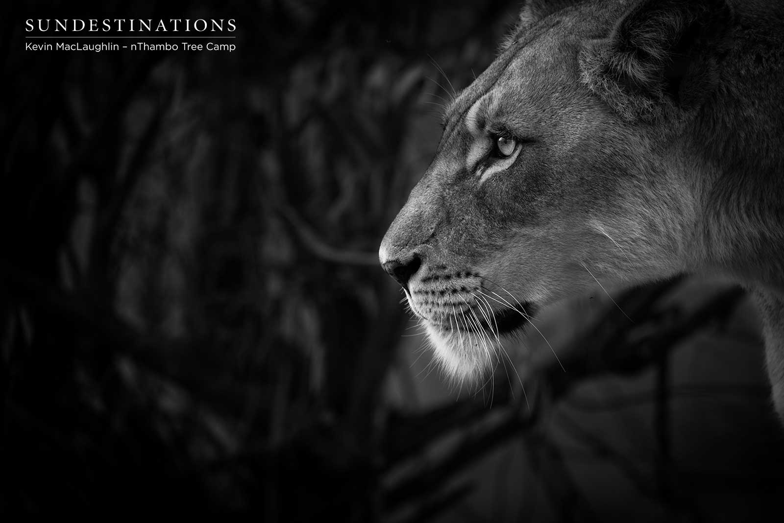 nThambo Lioness nThambo Lioness