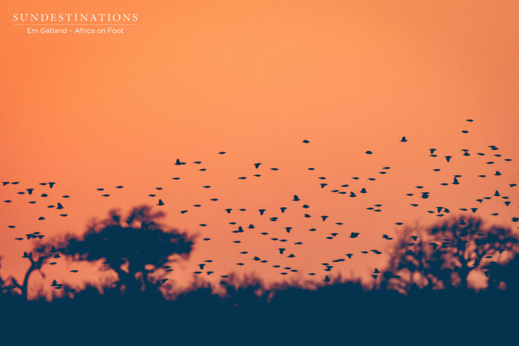 Sunset and Birds