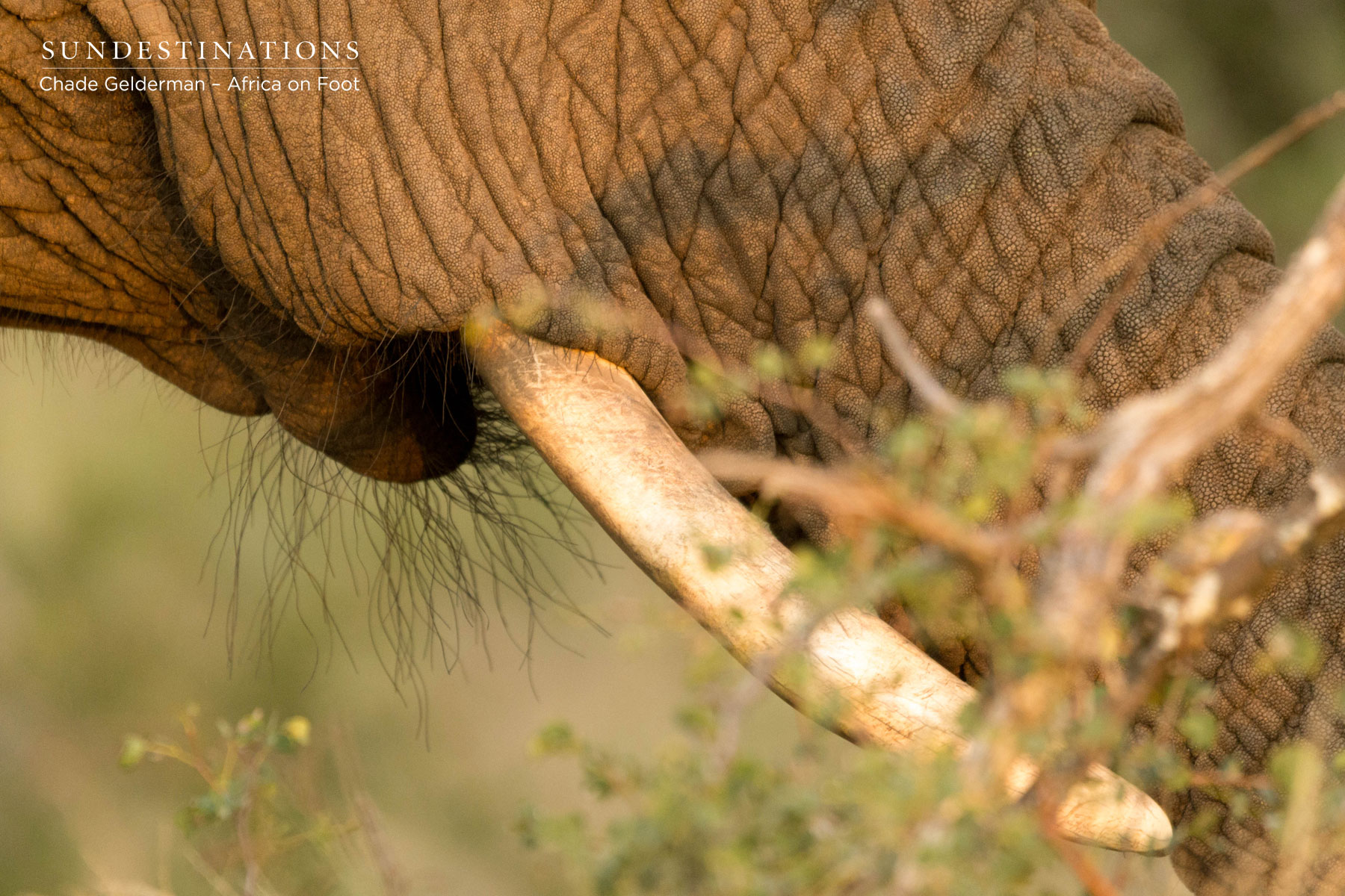 Africa on Foot Tusk Africa on Foot Tusk