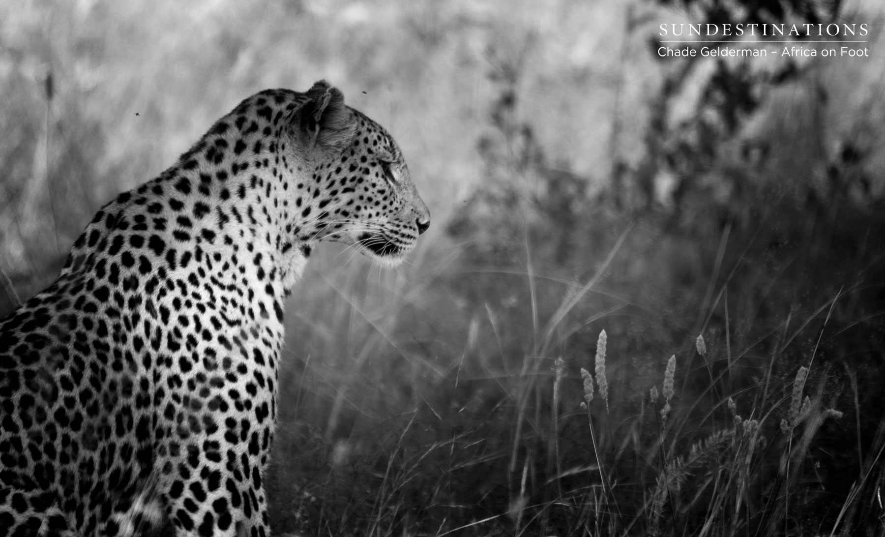 Leopard Sighting Africa on Foot Leopard Sighting Africa on Foot