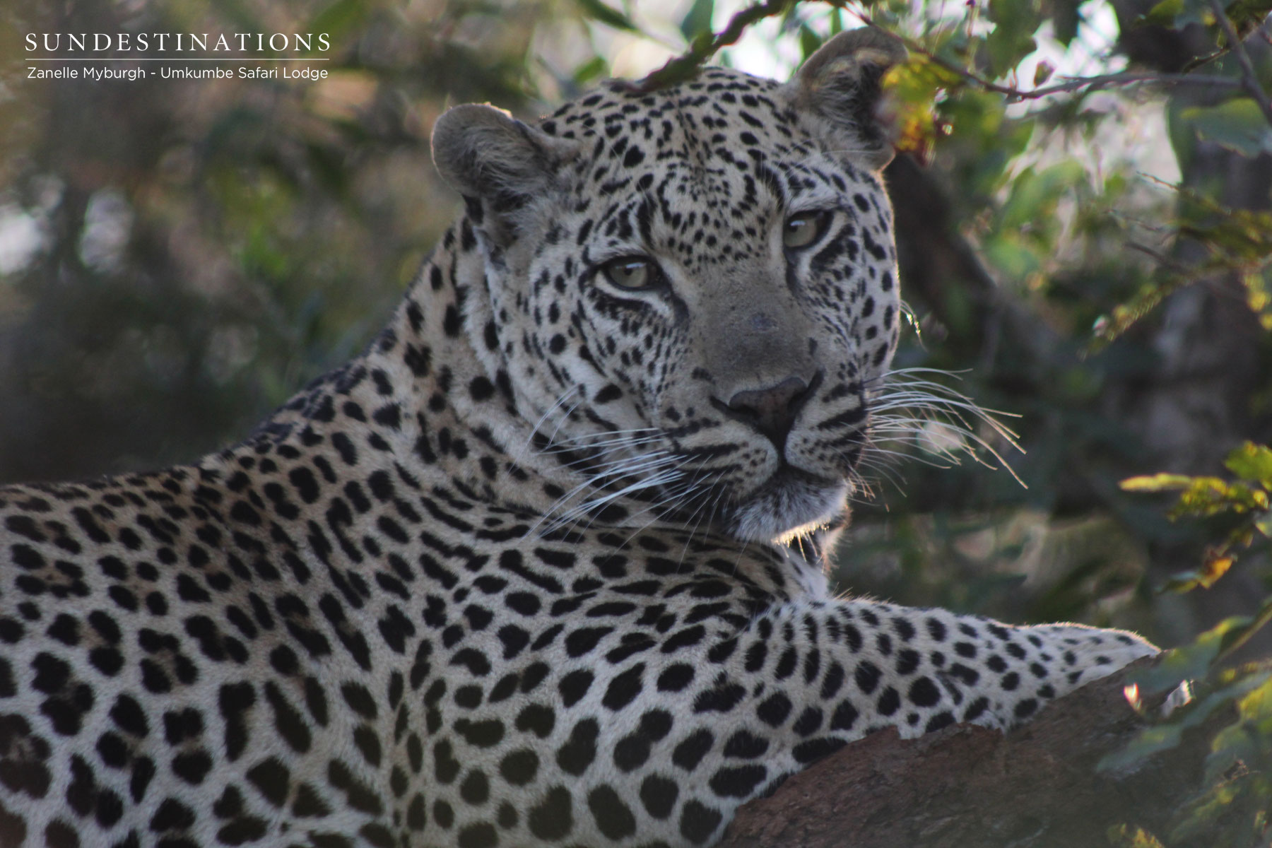 Mxabene Umkumbe Mxabene Umkumbe