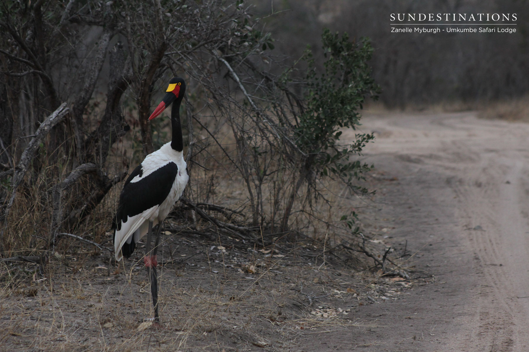 Saddle-billed Stork Saddle-billed Stork