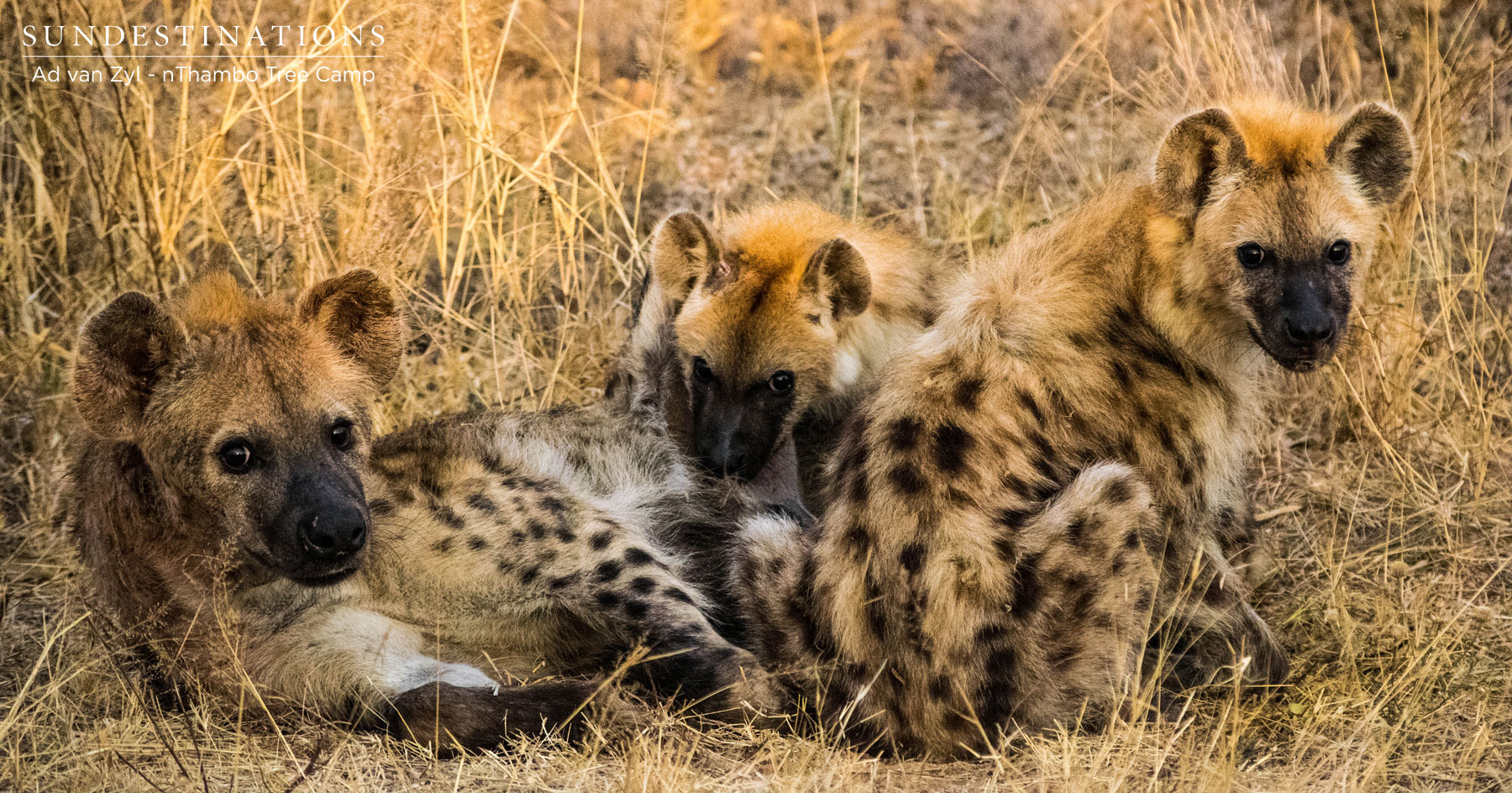 Hyena at nThambo Hyena at nThambo