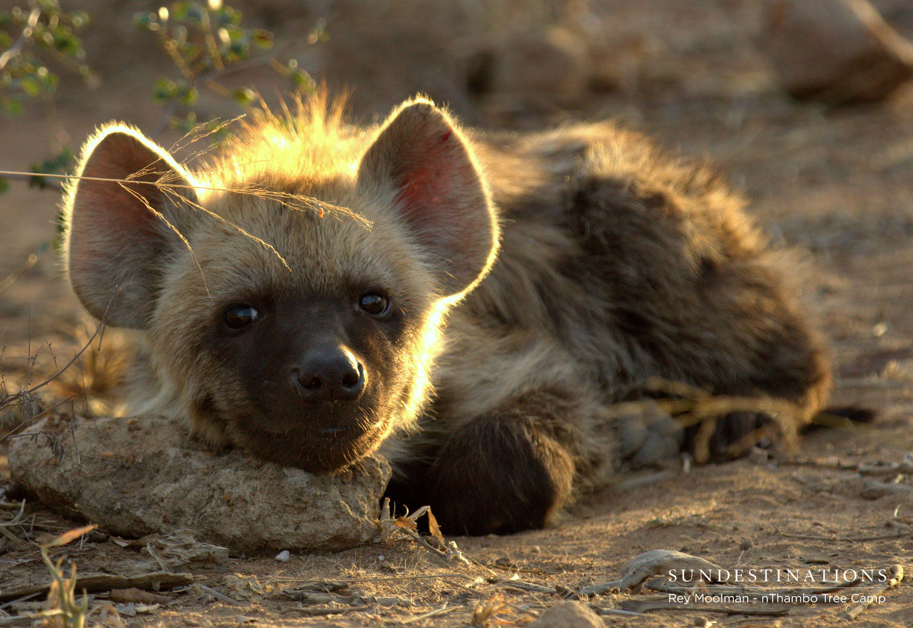Hyena Cub Hyena Cub
