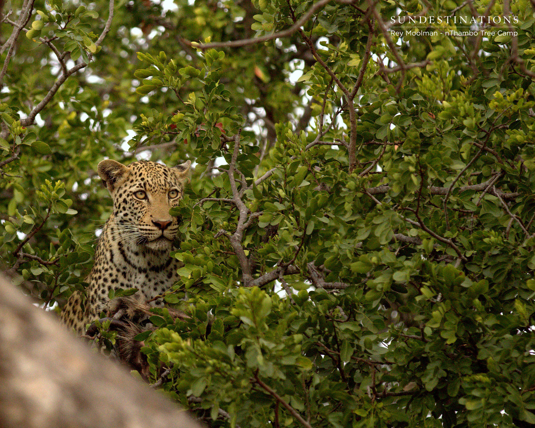 Leopard at nThambo Leopard at nThambo