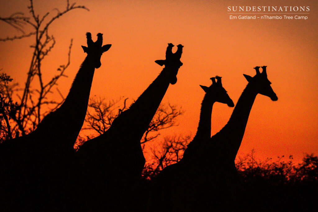 nThambo Giraffe Sunset