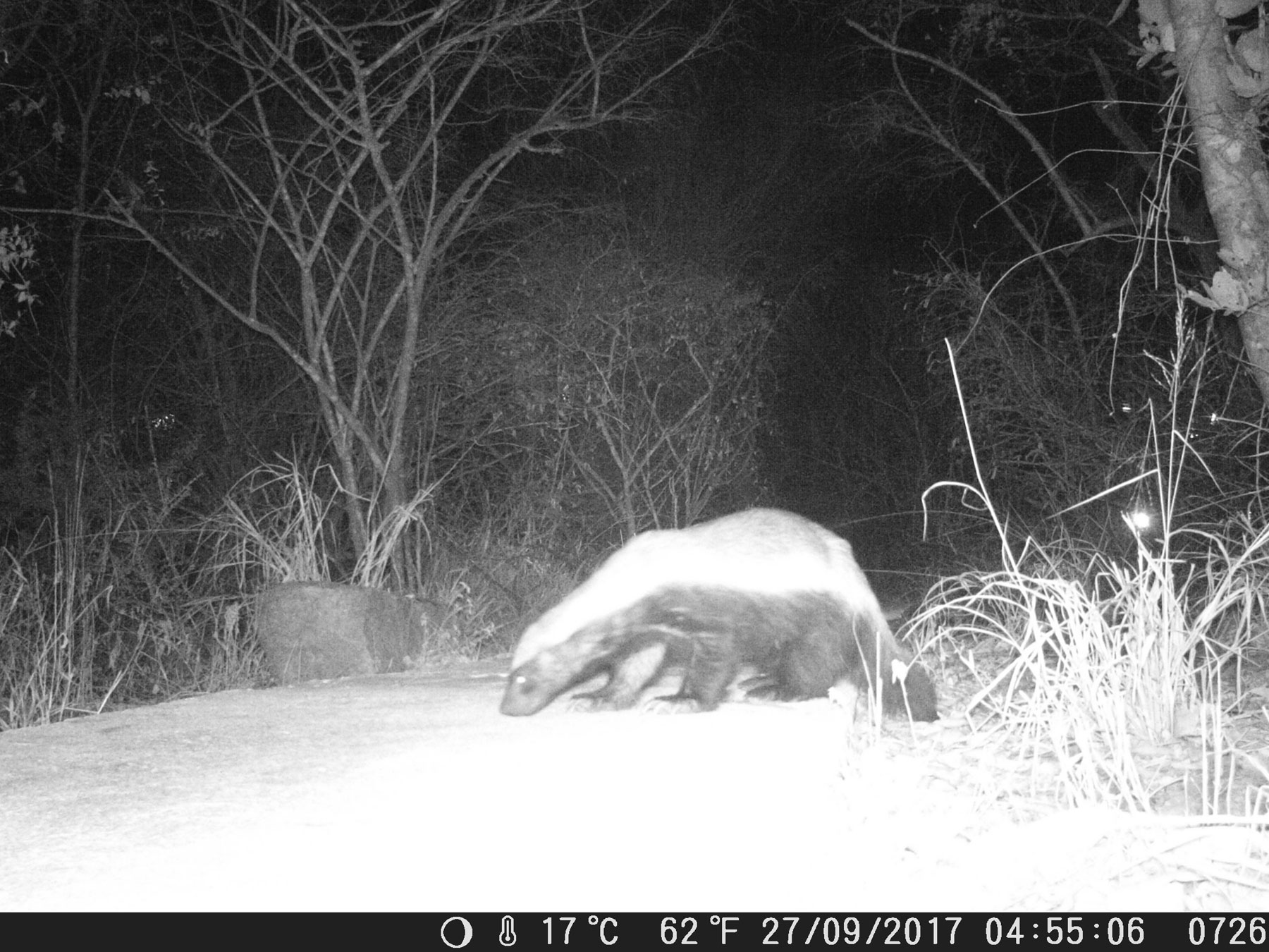 Camera Trap Honey Badger Camera Trap Honey Badger