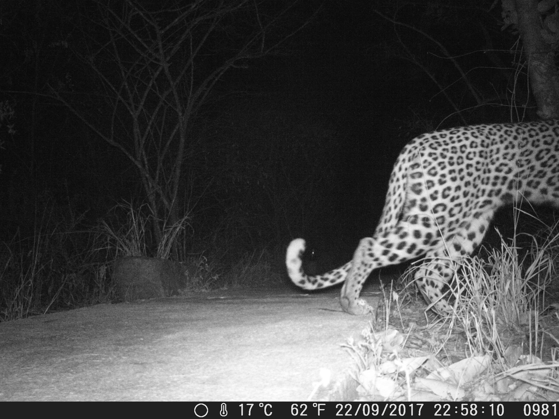 Camera Trap Leopard Tail Camera Trap Leopard Tail