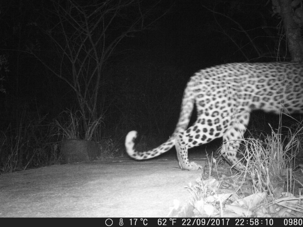 Camera Trap Leopards