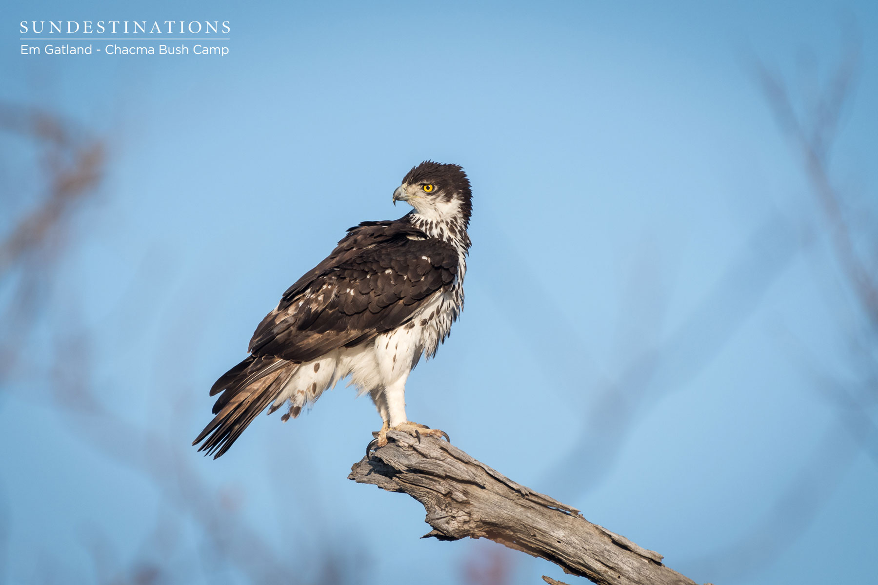 Chacma African Hawk Eagle An African Hawk Eagle