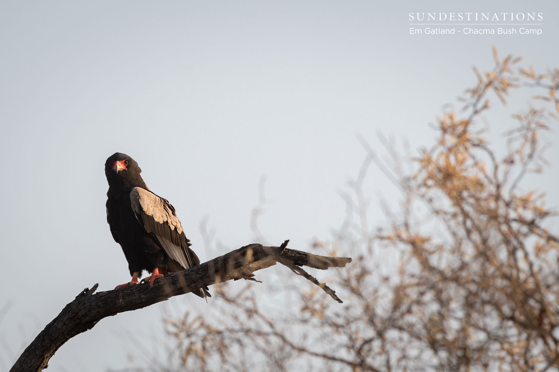 The Bateleur eagle The Bateleur eagle
