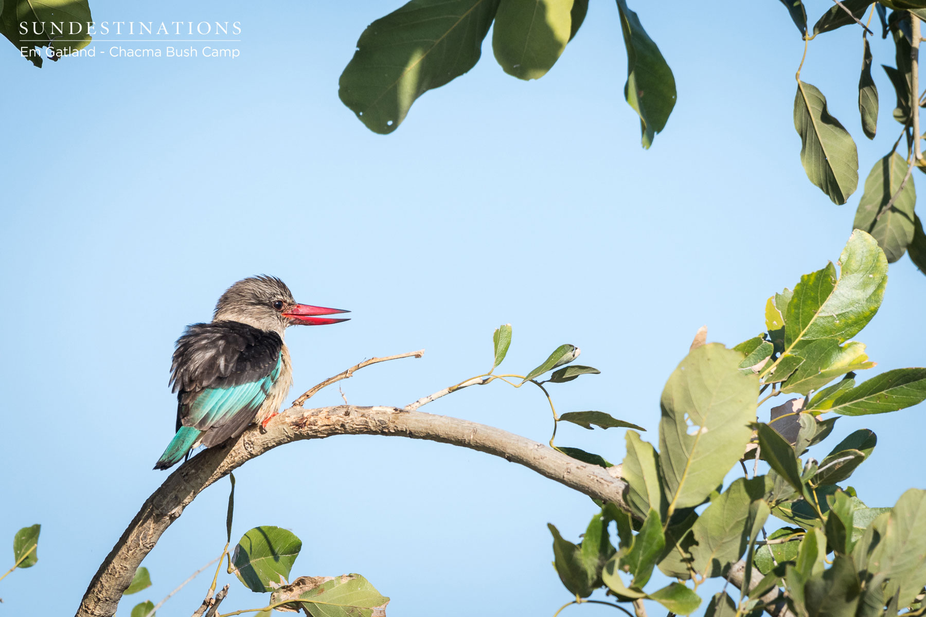 Brown Hooded Kingfisher Brown Hooded Kingfisher