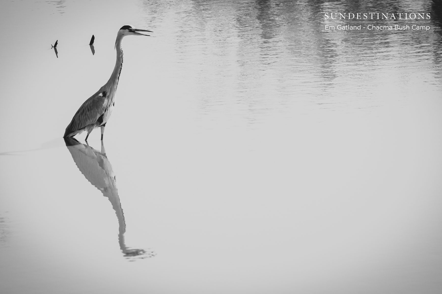 Grey Heron at Chacma Grey Heron at Chacma