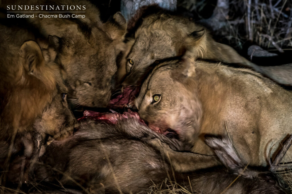Chacma Lion Sightings