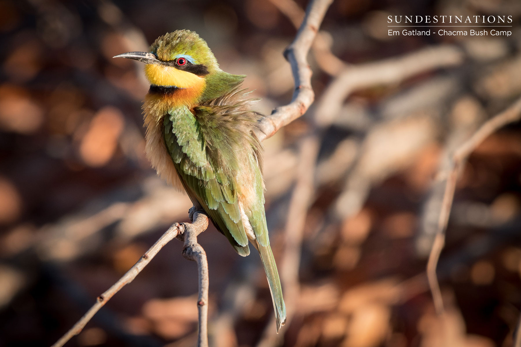 Little bee-eater at Chacma Little bee-eater at Chacma