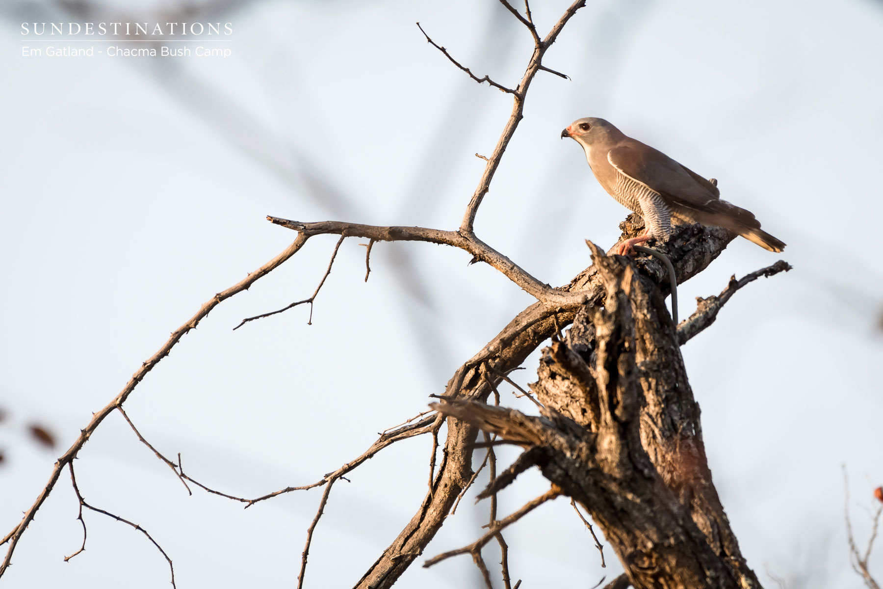Lizard Buzzard Chacma Bush Camp Lizard Buzzard Chacma Bush Camp