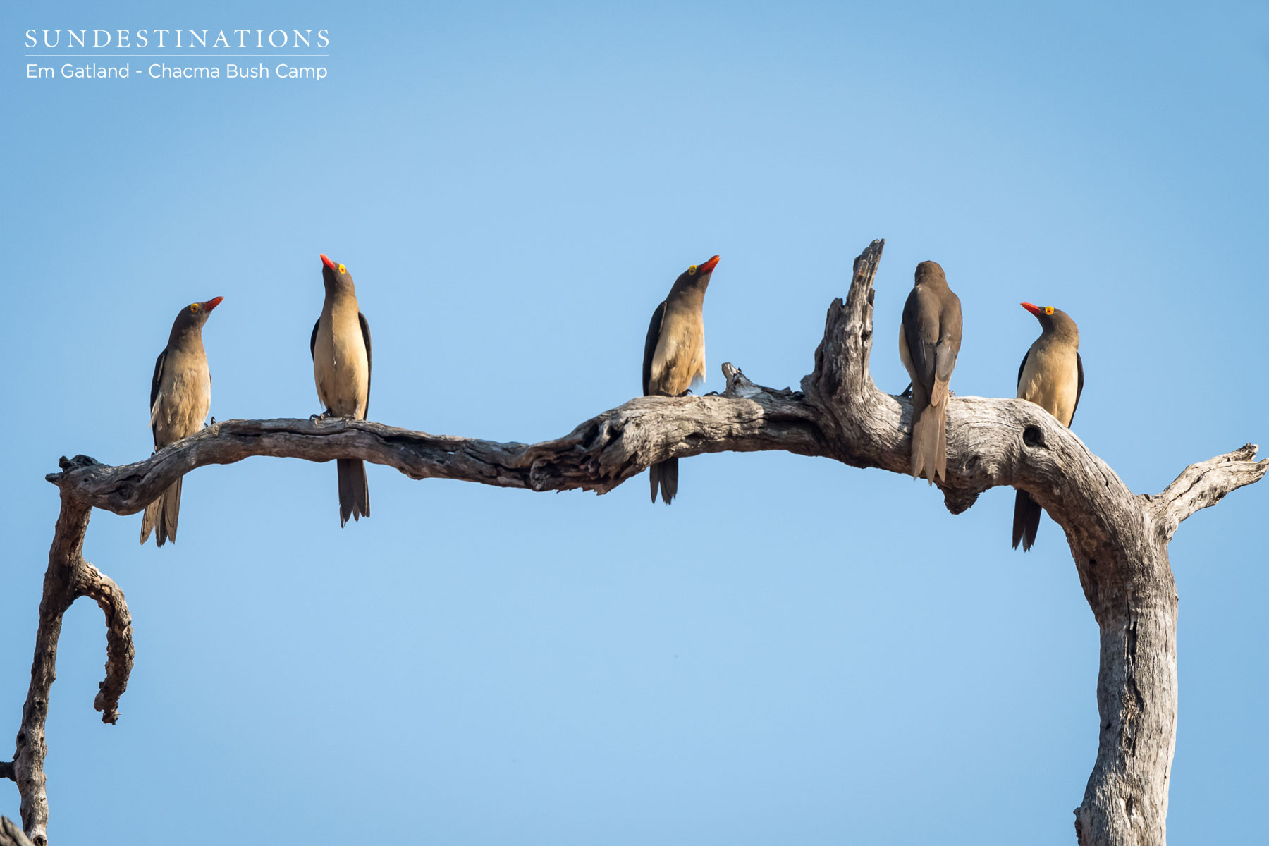 Oxpeckers at Chacma Oxpeckers at Chacma