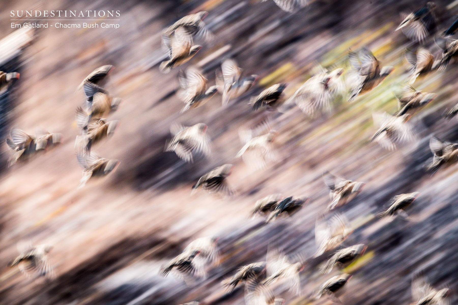 Red-billed Quelea Red-billed Quelea