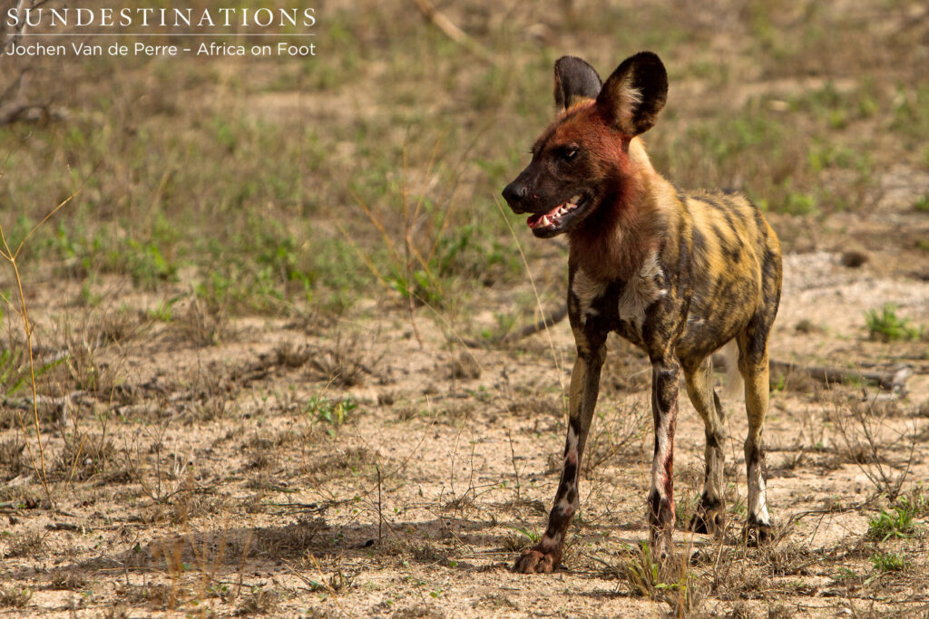 Bloodsoaked Wild Dog