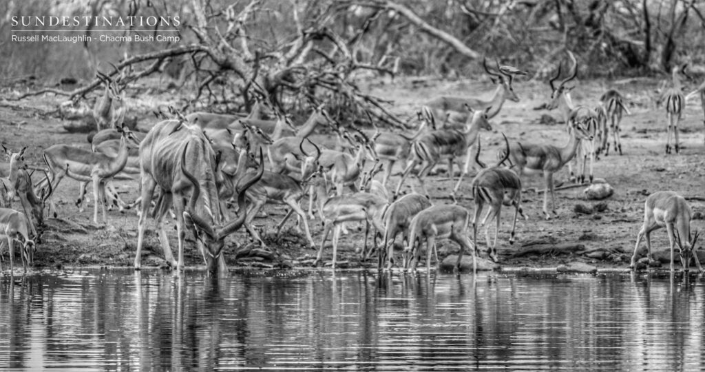 Antelope Herds