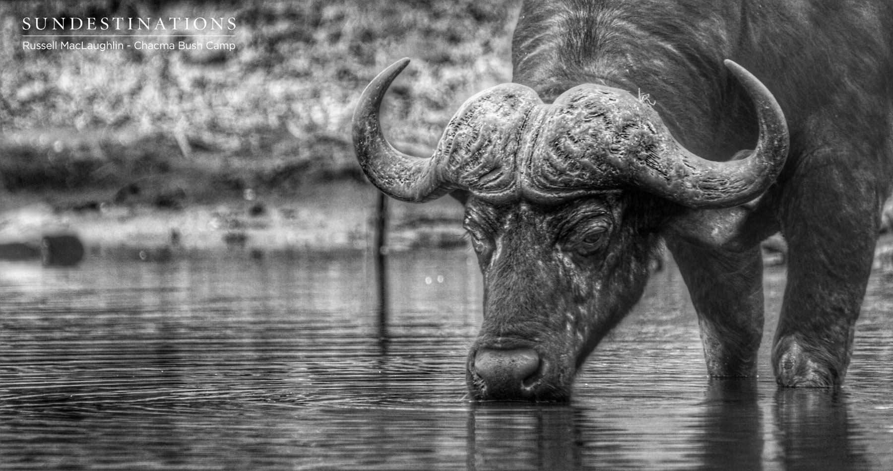 Buffalo Chacma Buffalo Chacma