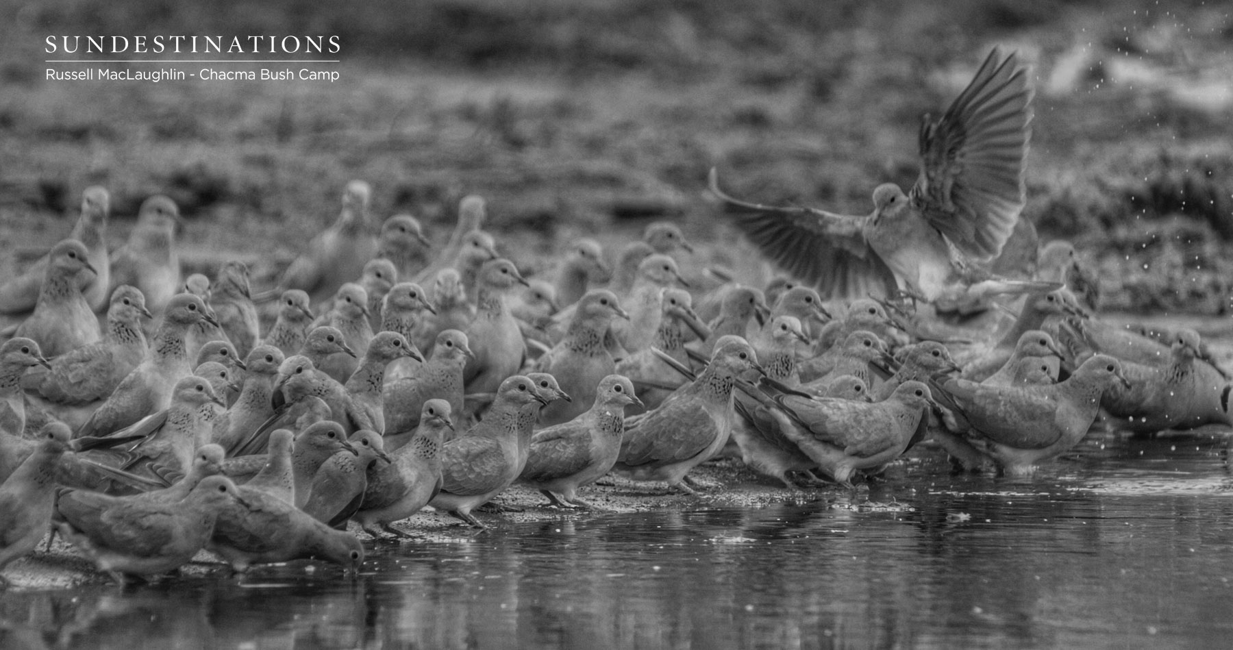 Chacma Birdlife Chacma Birdlife