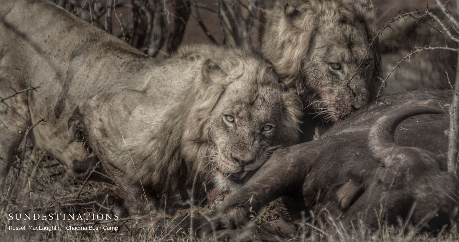 Maseke Males Chacma Bush Camp Maseke Males Chacma Bush Camp