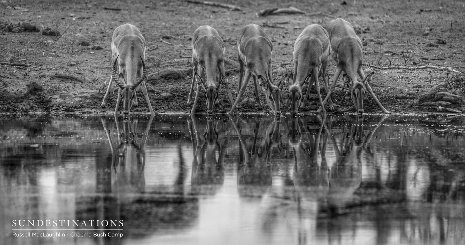 Impala Drinking at Waterhole Impala Drinking at Waterhole