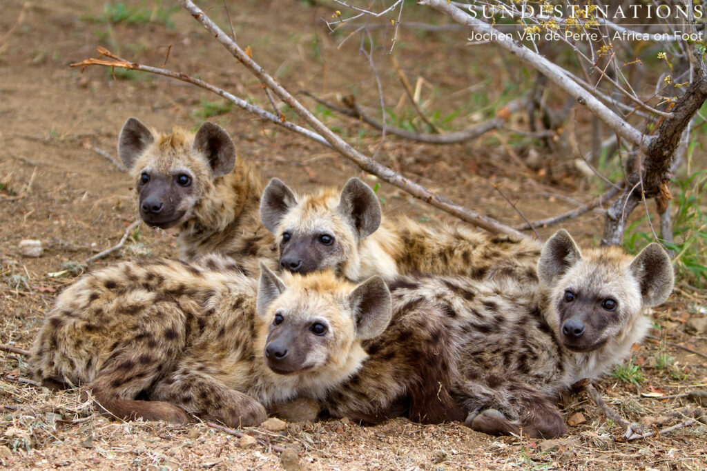 Hyena Cubs Klaserie