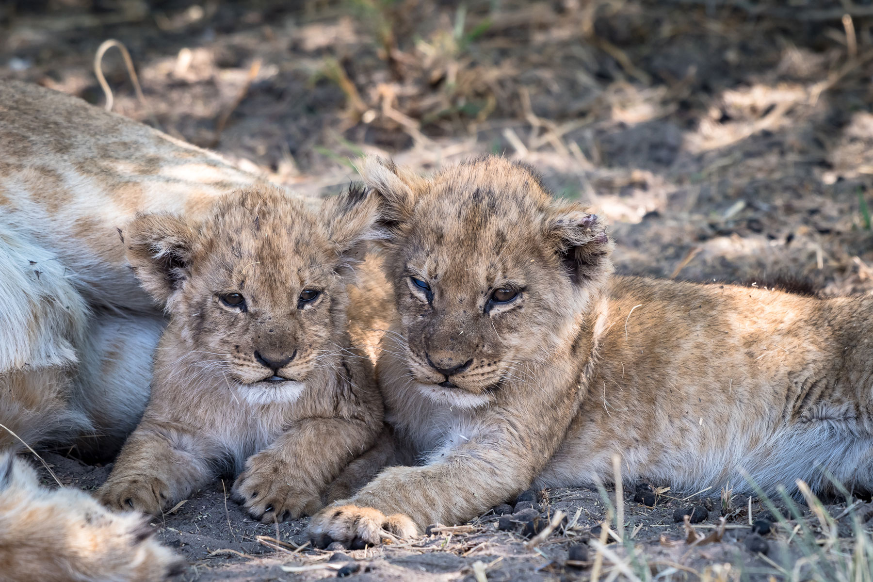 Camp Savuti Lion Cubs Camp Savuti Lion Cubs