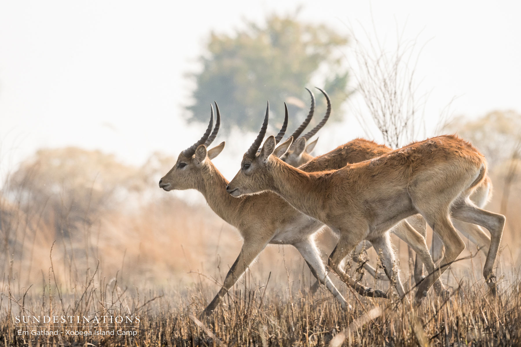 Lechwe Camp Savuti Lechwe Camp Savuti
