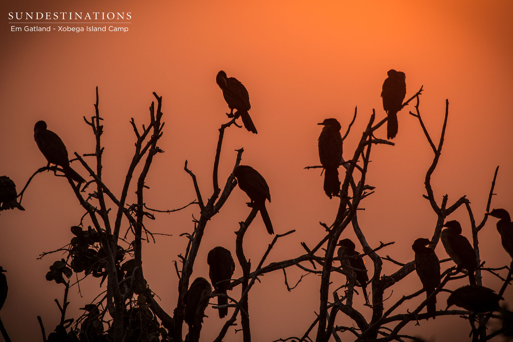 Birdlife Camp Savuti Birdlife Camp Savuti