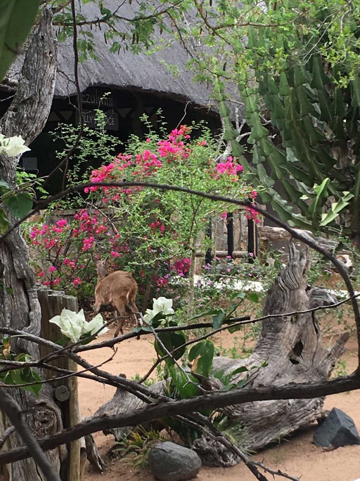 Ezulwini Bushbuck Ezulwini Bushbuck