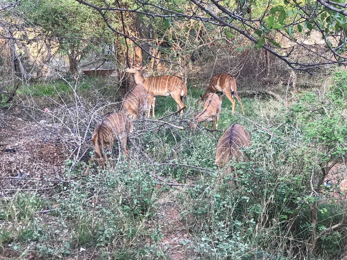 Ezulwini Nyala Ezulwini Nyala