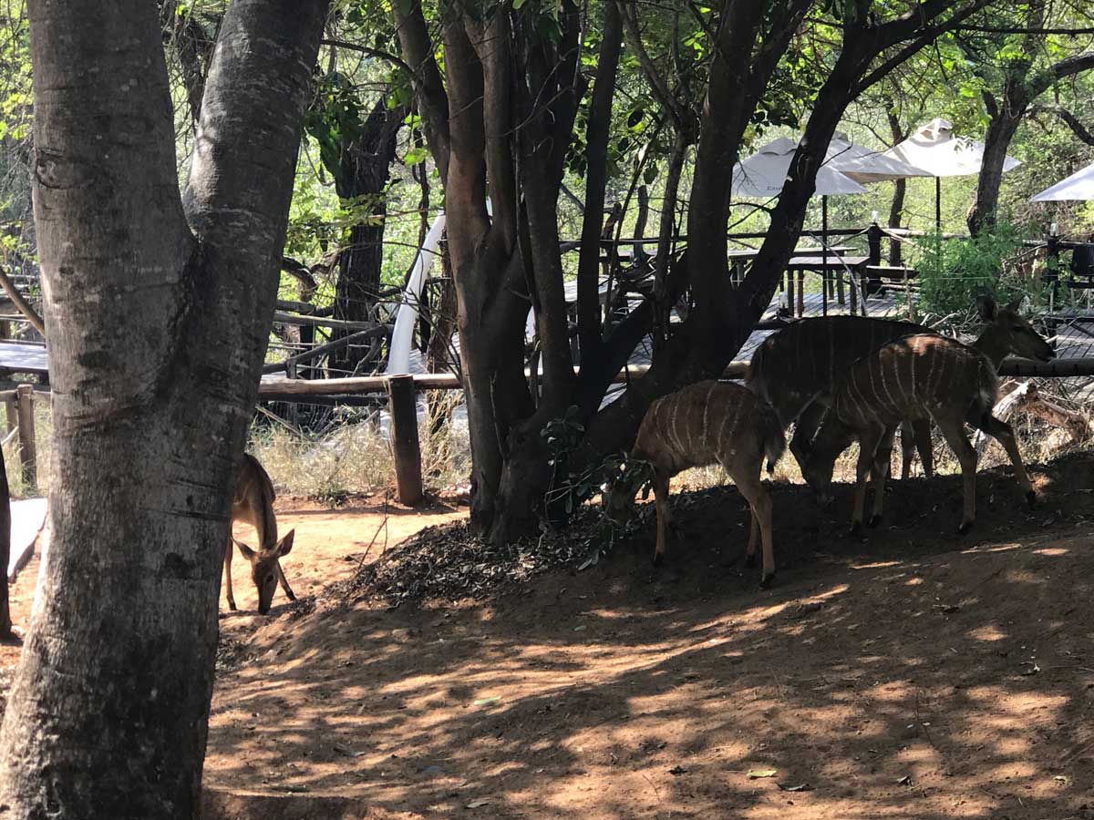 Nyala on the Grounds Nyala on the Grounds