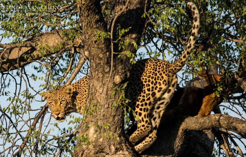 Leopard with Kill