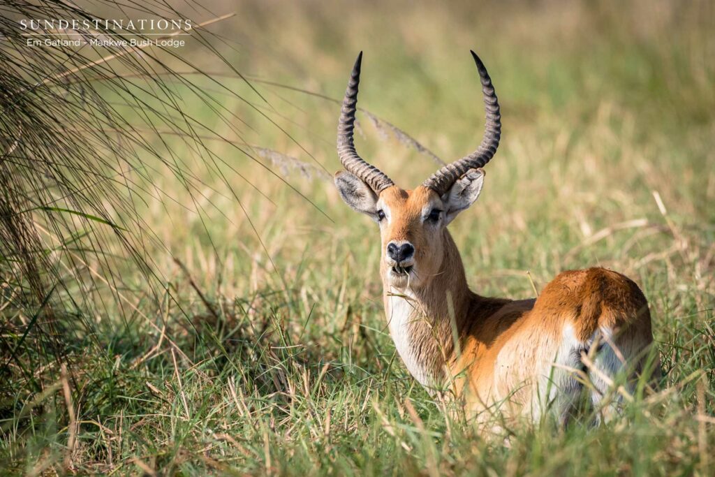 Red Lechwe Antelope