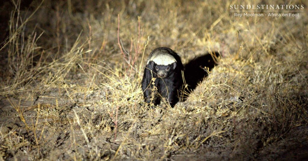 Honey Badger Klaserie