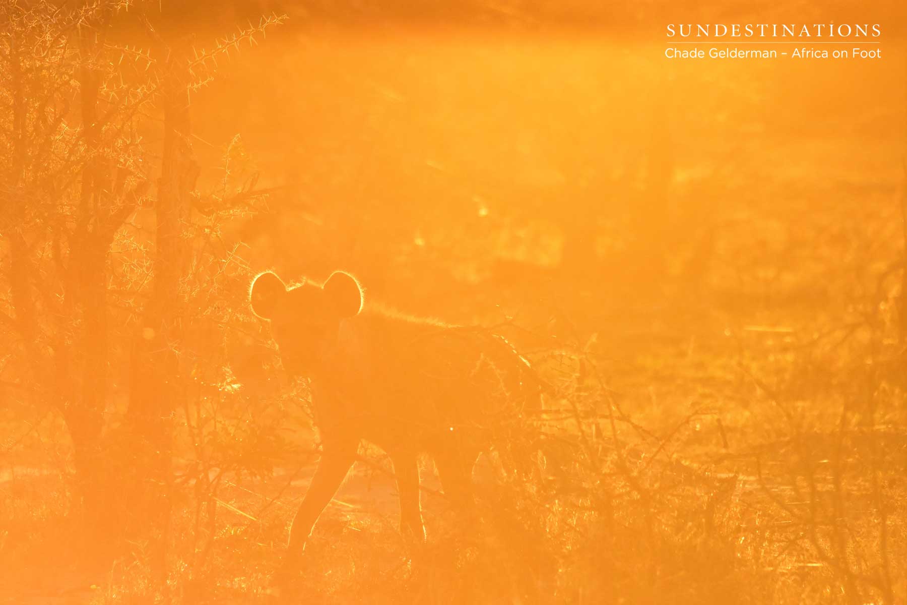 Hyena in the Hazy Light Hyena in the Hazy Light