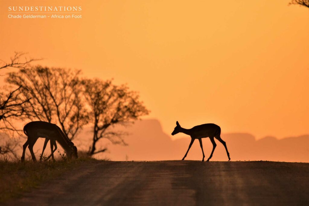 Impala Cross the Road