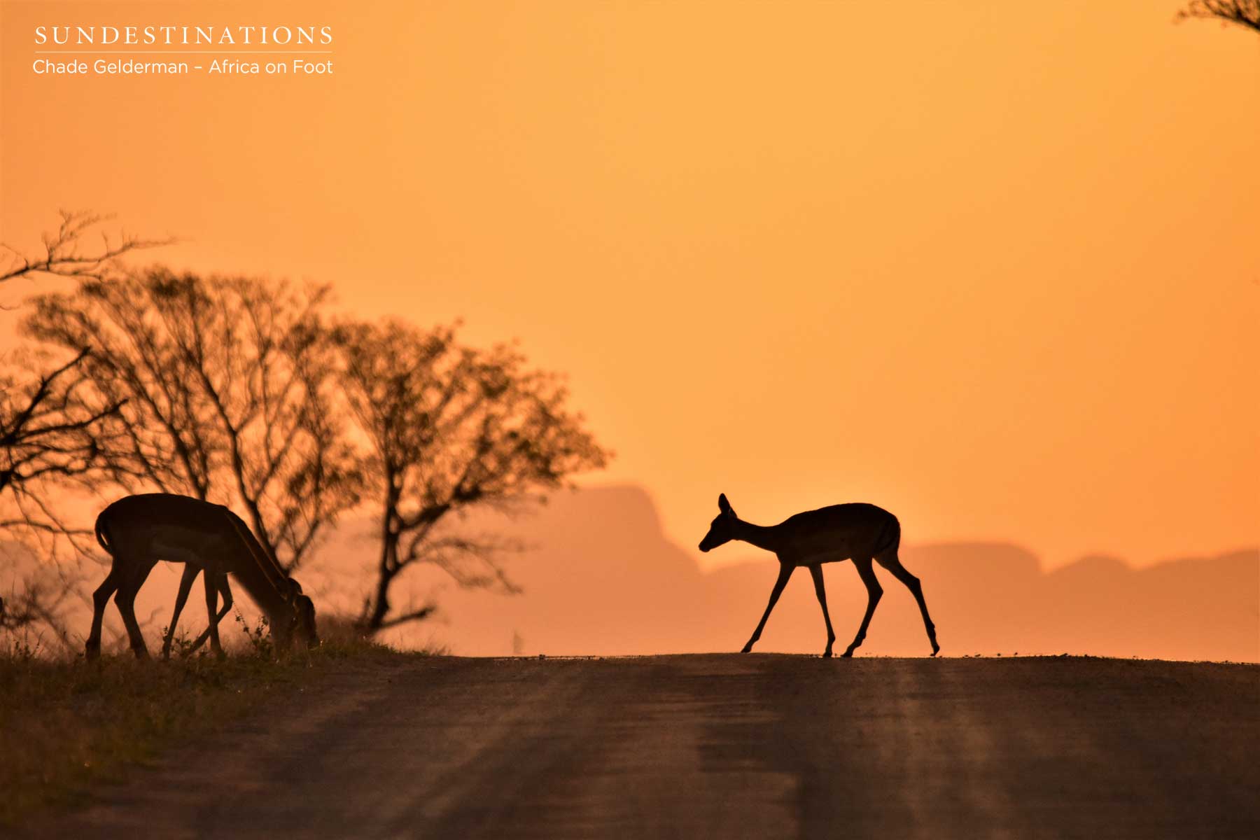 Impala Cross the Road Impala Cross the Road