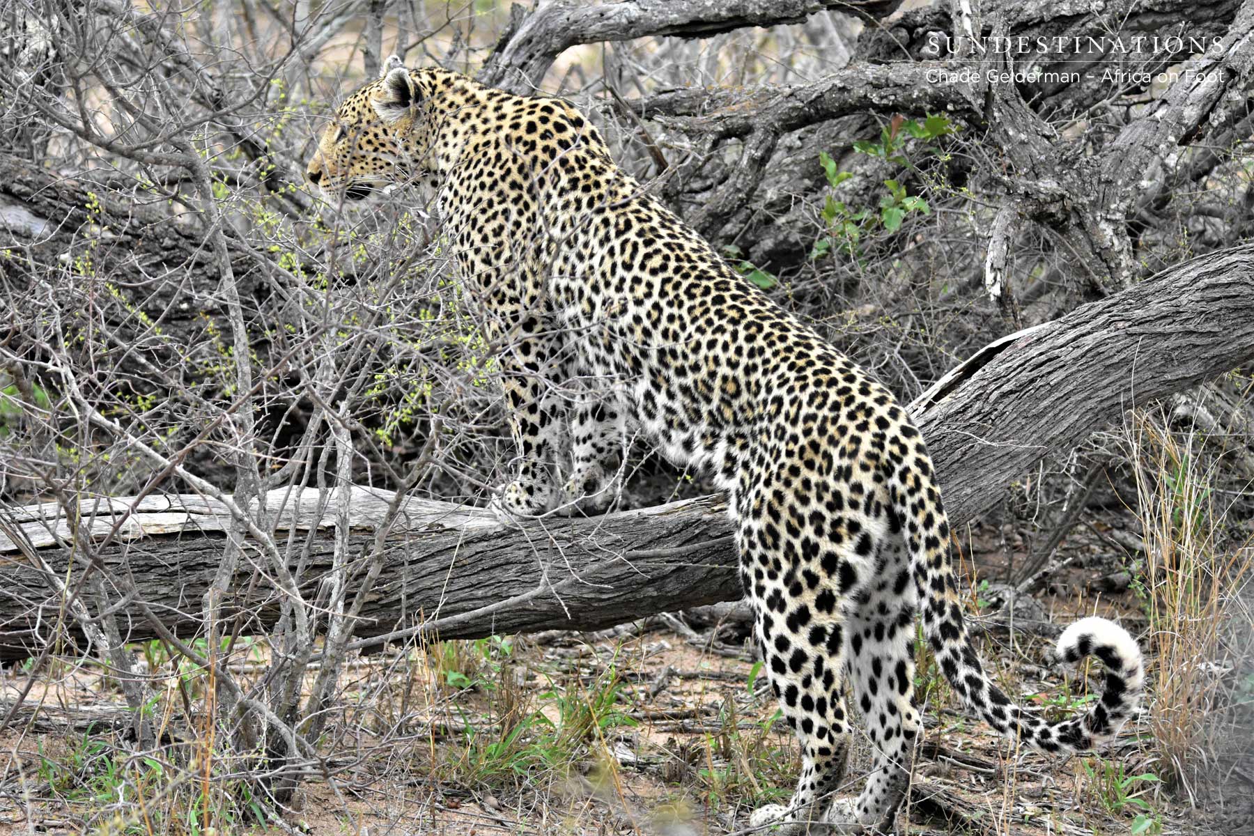 Cleo the Leopard Cleo the Leopard
