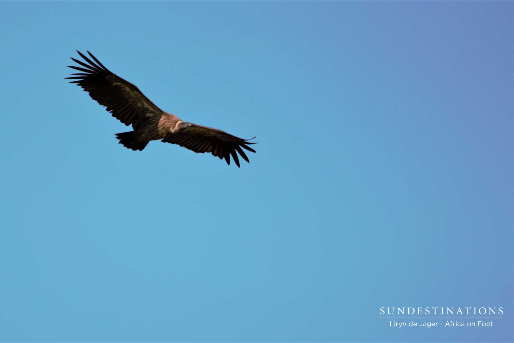 White-backed Vulture in Sky White-backed Vulture in Sky