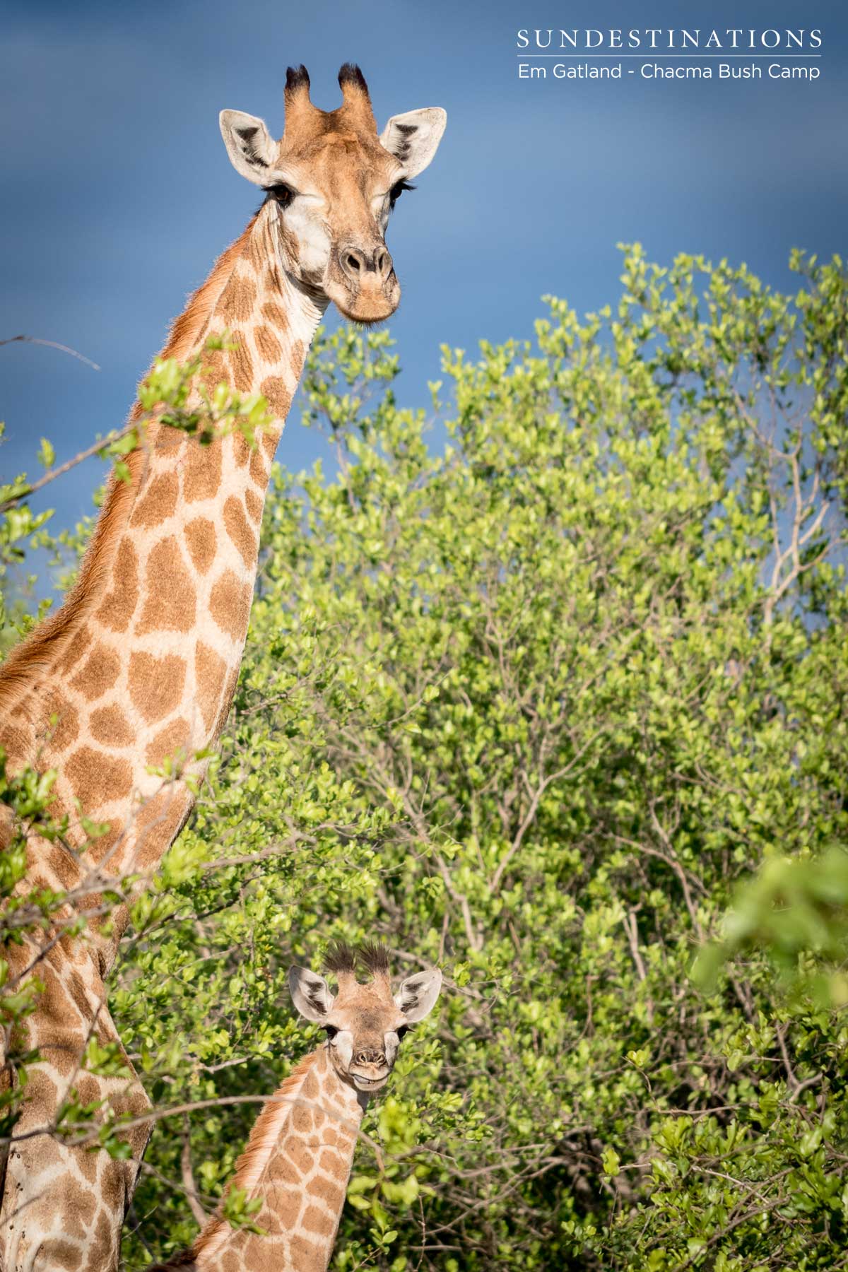 Giraffe at Chacma Bush Camp Giraffe at Chacma Bush Camp