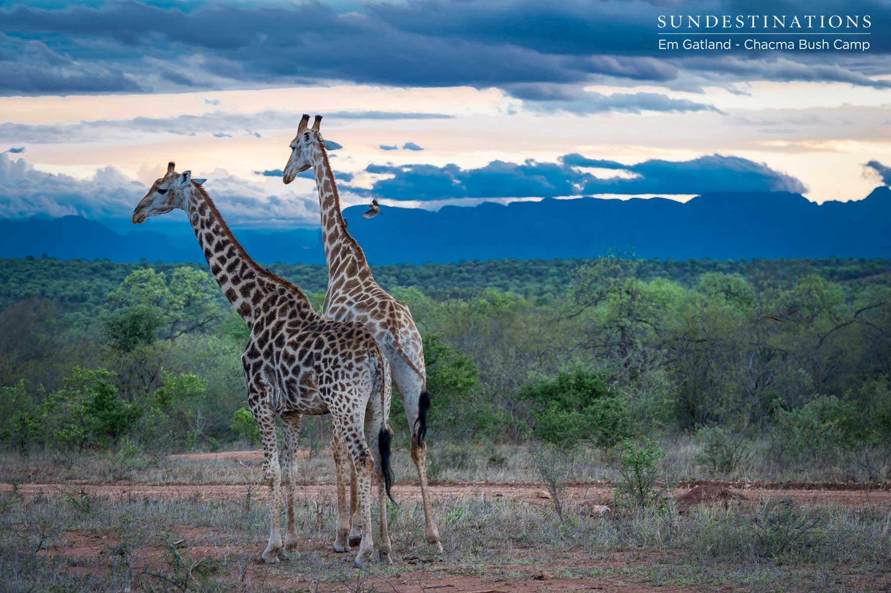 Giraffe on Horizon Chacma Giraffe on Horizon Chacma