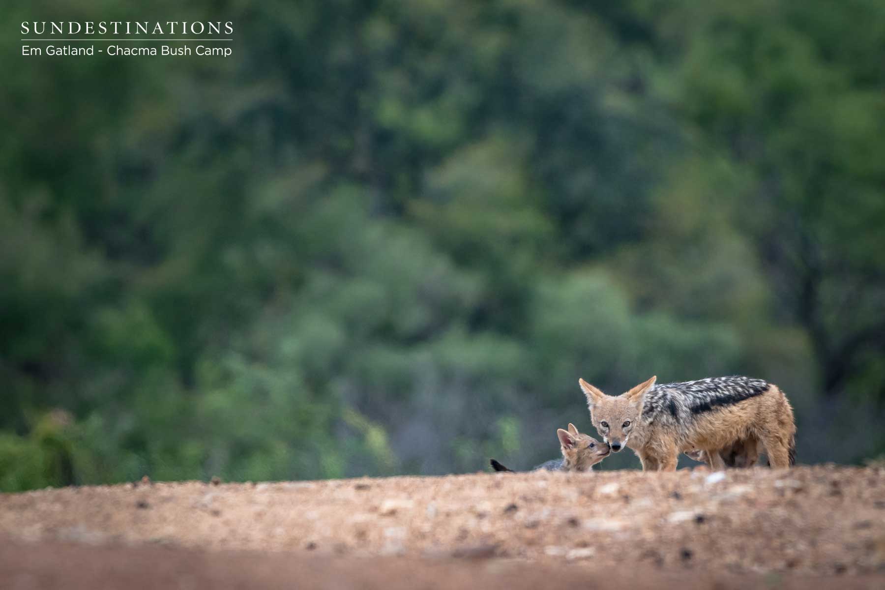 Black-backed Jackal at Chacma Bush Camp Black-backed Jackal at Chacma Bush Camp