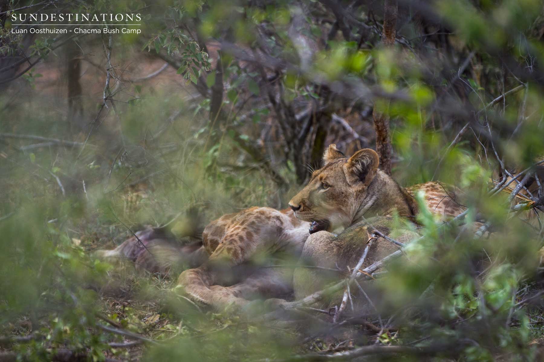 Maseke Male Lions Maseke Male Lions